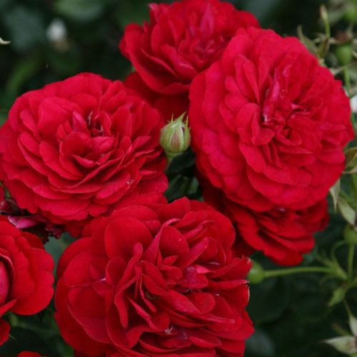 Czerwony  - Róże pienne - z kwiatami bukietowymi - korona krzaczasta